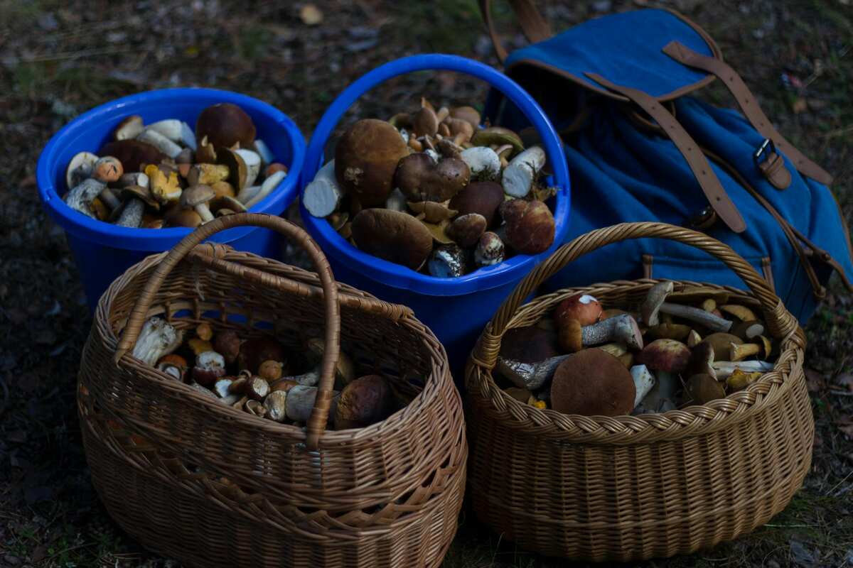 mushrooms health benefits